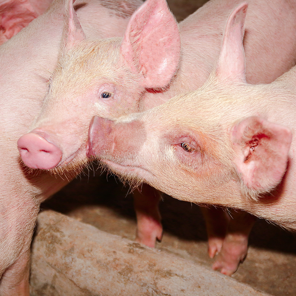 The small white pig was raised as human food. Live on the farm