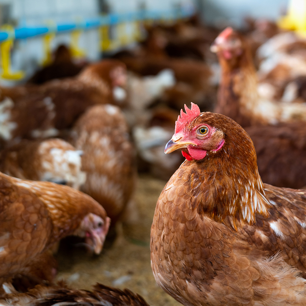 gallinas-1-1-1-1-1-1-1-1-1-1-1-1-1-1-1-1-1-1-1-1-1-1-1-1-1-1-1-1-1-1-1-1-1-1-1-1-1-1-1-1-1-1-1-1-1-1-1-1-1-1-1-1-1-1-1-1-1-1-1-1-1-1-1-1-1-1-1-1.jpg