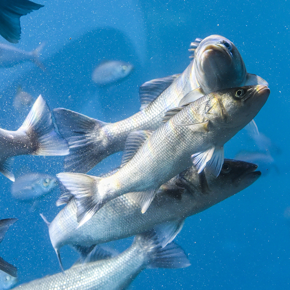 salmones-1-1-1-1-1-1-1-1-1-1-1-1-1-1-1-1-1-1-1-1-1-1-1-1-1-1-1-1-1-1-1-1-1-1-1-1-1-1-1-1-1-1-1-1-1-1-1-1-1-1-1-1-1-1-1-1-1-1-1-1-1-1-1-1-1-1-1-1.jpg